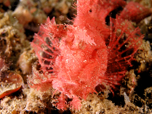 Sulawesi Dive Quest on Lembeh island - Rhinopias