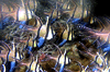 Banggai Cardinal Fish