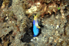 RIBBON EEL 