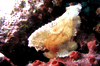 leaf fish