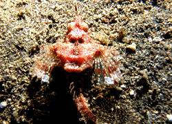 Sea Mont