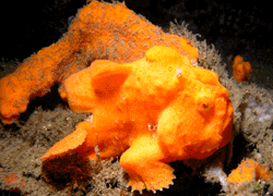 Frogfish