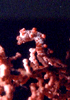 Click Image to enlarge