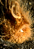 Click Image to enlarge