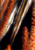 Click Image to enlarge