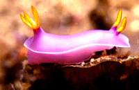 Nudibranch