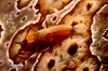 Click Image to enlarge