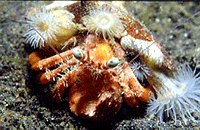 Crab