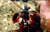 Manthis Shrimp