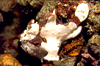 Click Image to enlarge