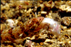 Click Image to enlarge