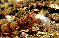 Lizard Fish